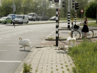 20160905 Negen zwaantjes langs de weg Provincialeweg Dordrecht Tstolk 003