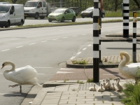 20160905 Negen zwaantjes langs de weg Provincialeweg Dordrecht Tstolk