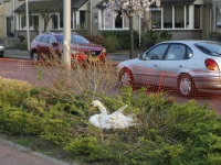 20170404 Fiets- en voetpad dicht wegens broedende zwaan Zwijndrecht Tstolk 001