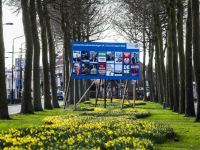 Narcissen bloeien op aan de Oranjelaan in Dordrecht