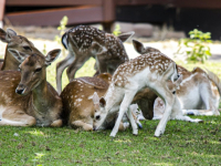 Kraambezoek in Park Merwestein Dordrecht