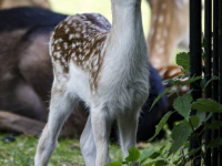 Kraambezoek in Park Merwestein Dordrecht