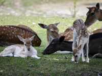 Kraambezoek in Park Merwestein Dordrecht