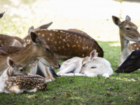 Kraambezoek in Park Merwestein Dordrecht