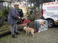 20171802 Honden gedumpt in benchen langs de Smitsweg Dierenasiel Louterbloemen Dordrecht Tstolk