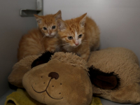 Twee kittens gedumpt in ondergrondse container Dordrecht
