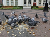 20172205 Geen duiven voeren op Vrieseplein Dordrecht Tstolk 002