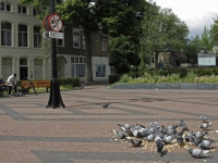 20172205 Geen duiven voeren op Vrieseplein Dordrecht Tstolk