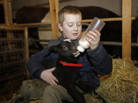 Jong geitje met fles groot gebracht