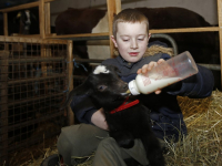 Jong geitje met fles groot gebracht