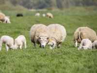 Lammetjes genieten in de zon in het weiland langs de Polder Oudendijk Dordrecht