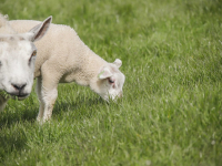 Lammetjes genieten in de zon in het weiland langs de Polder Oudendijk Dordrecht