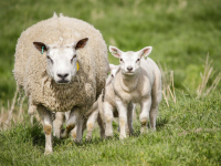 Lammetjes genieten in de zon in het weiland langs de Polder Oudendijk Dordrecht