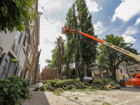 Ondanks protest populier gekapt