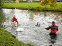 20152310-Gewonde-zwaan-uit-water-gehaald-Van-Bearlestraat-Dordrecht-Tstolk-001