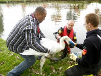 20152310-Gewonde-zwaan-uit-water-gehaald-Van-Bearlestraat-Dordrecht-Tstolk-002