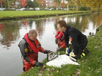 20152310-Gewonde-zwaan-uit-water-gehaald-Van-Bearlestraat-Dordrecht-Tstolk