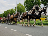 Rondtoer met paard en wagen door de binnenstad Dordrecht