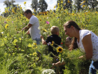 Bloemen plukken Provincialeweg Dordrecht