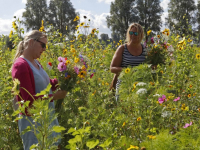 Bloemen plukken Provincialeweg Dordrecht