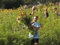 Bloemen plukken Provincialeweg Dordrecht