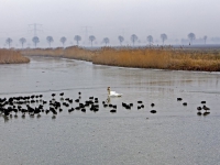 20172301 Meerkoetjes met zwanen Viersprong Dordrecht Tstolk