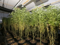 20150109-Duizenden-wietplantjes-gevonden-in-loods-Roosendaal-Tstolk-003