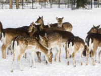 Hertenkamp Park Merwestein Dordrecht Tstolk