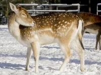 Hertenkamp Park Merwestein Dordrecht Tstolk