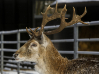 Hertenkamp Park Merwestein Dordrecht Tstolk