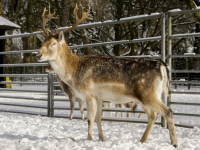 Hertenkamp Park Merwestein Dordrecht Tstolk