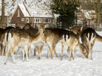 Hertenkamp Park Merwestein Dordrecht Tstolk