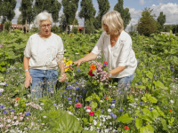 Plukken maar Pluktuin Dubbeldam Dordrecht