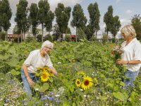 Plukken maar Pluktuin Dubbeldam Dordrecht