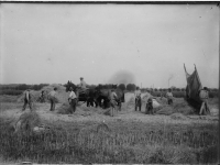 Hooiwerkzaamheden bij landbouwbedrijf Amstelwijck 1936