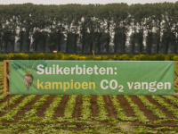 Suikerbieten kampioen CO2 vangen vernieuwde Biesbosch Dordrecht
