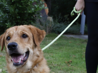 Hond aan lantaarnpaal vastgebonden Wielwijkpark Dordrecht