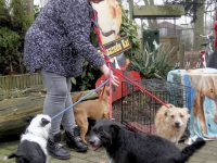 20171802 Honden gedumpt in benchen langs de Smitsweg Dierenasiel Louterbloemen Dordrecht Tstolk 001