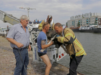 Hondje gered uit water