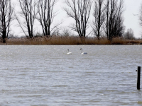 Hoogwater Biesbosch Dordrecht