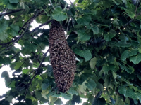 Imker verwijdert bijennest op Leerpark