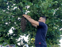 Imker verwijdert bijennest op Leerpark