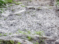 Oosthaven en omgeving last van spinselmot  Dordrecht