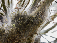 Ontelbaar veel rupsen van de wilgenstippelmot in de Biesbosch