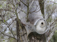 Ontelbaar veel rupsen van de wilgenstippelmot in de Biesbosch