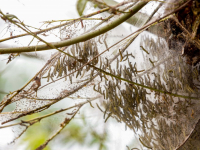 Ontelbaar veel rupsen van de wilgenstippelmot in de Biesbosch