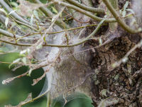 Ontelbaar veel rupsen van de wilgenstippelmot in de Biesbosch