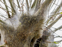 Ontelbaar veel rupsen van de wilgenstippelmot in de Biesbosch