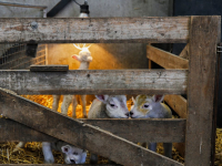 Eerste lammetje geboren Biesbosch Dordrecht