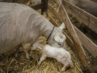 Eerste lammetje geboren Biesbosch Dordrecht